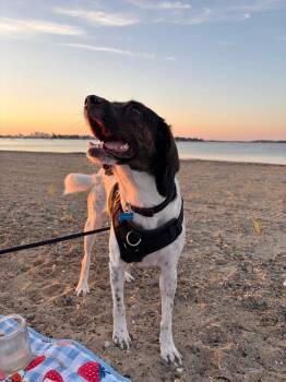 Anita -  Pointer and Hound Dog for Adoption in Shrewsbury, Massachusetts - Anita | PetCurious