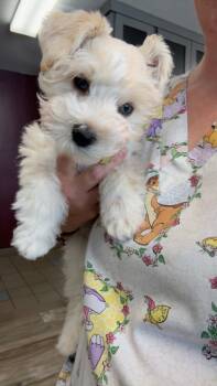 Chance -  Schnoodle and Cockapoo Dog for Adoption in Winter, Wisconsin - Chance | PetCurious