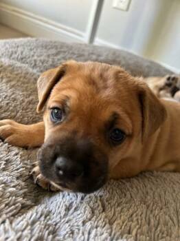 Rescue French Bulldog Dogs for Adoption in Lake Forest, California - Little Red - Adopt Me! | PetCurious