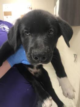 SOCKS -  German Shepherd Dog and Husky Dog for Adoption in Conroe, Texas - SOCKS | PetCurious