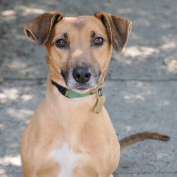 Mixed Breed Dogs Available for Adoption in Richmond, California - TRACY | PetCurious