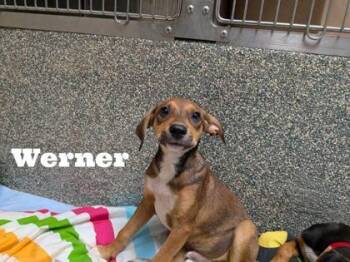 Werner -  Labrador Retriever and Beagle Dog for Adoption in Morton Grove, Illinois - Werner | PetCurious