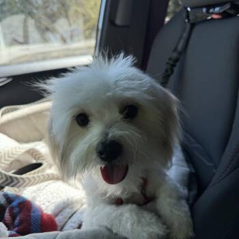 Havanese Dogs Available for Adoption - Lola | PetCurious
