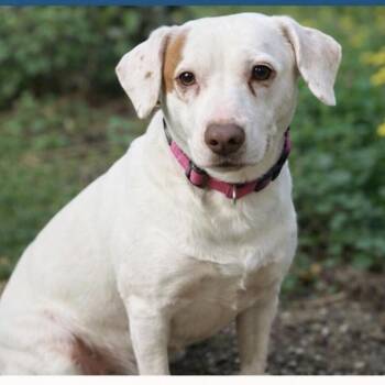 Mami -  Labrador Retriever and Mixed Breed Dog for Adoption in Pleasant Valley, New York - Mami | PetCurious
