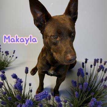 Rescue Chocolate Labrador Retriever Dogs for Adoption in Chuckey, Tennessee - Makayla - SC | PetCurious