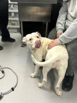 Mixed Breed Dogs Available for Adoption in West Chester, Pennsylvania - Mystique | PetCurious