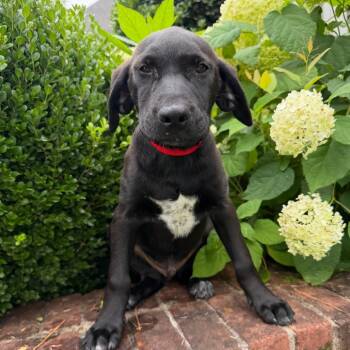 Joseph -  Black Labrador Retriever and Mixed Breed Dog for Adoption in Brownsboro, Alabama - Joseph | PetCurious