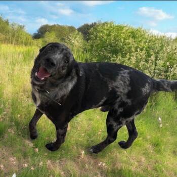 Rescue Australian Shepherd and Mixed Breed Dogs for Adoption in Pittsfield, Illinois - Beau | PetCurious