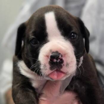 Fergus -  Mixed Breed Dog for Adoption in Charleston, West Virginia - Fergus | PetCurious