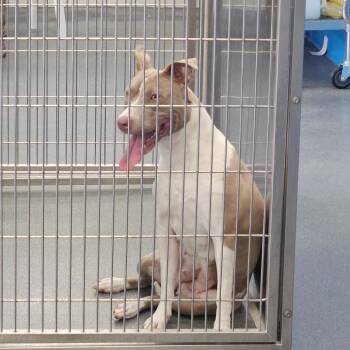 Pit Bull Terrier Dogs Available for Adoption in Montgomery, Alabama - KK | PetCurious