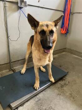 HANS -  German Shepherd Dog Dog for Adoption in Camarillo, California - HANS | PetCurious