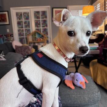 Mixed Breed Dogs Available for Adoption in Los Angeles, California - Puddin | PetCurious
