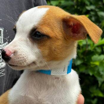 NY Grinch avail July 3 (Rev 250 Patterson NY) -  Chihuahua and Mixed Breed Dog for Adoption in Stormville, New York - NY Grinch Avail July 3 (Rev 250 Patterson NY) | PetCurious