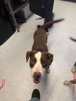 Jerry -  Mixed Breed Dog for Adoption in Roseburg, Oregon - Jerry | PetCurious