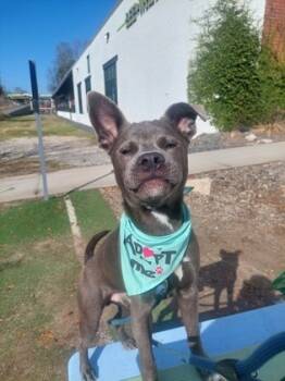 Rescue Mixed Breed Dogs for Adoption in Atlanta, Georgia - Jeremy | PetCurious