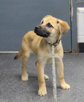 Hutch (12323) -  Shepherd Dog for Adoption in Heath, Ohio - Hutch (12323) | PetCurious