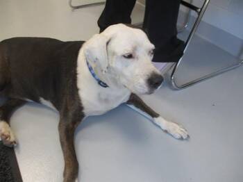 LEXI -  Catahoula Leopard Dog Dog for Adoption in Ocala, Florida - LEXI | PetCurious
