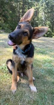 Dante -  German Shepherd Dog Dog for Adoption in Seattle, Washington - Dante | PetCurious