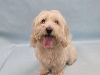 Snow -  Bichon Frise and Poodle Dog for Adoption in Minneapolis, Minnesota - Snow | PetCurious