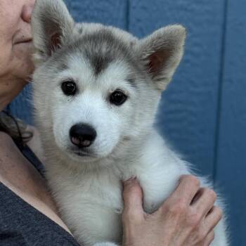 Tiana -  Siberian Husky Dog for Adoption in Decatur, Georgia - Tiana | PetCurious