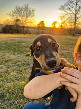 Mixed Breed and Miniature Pinscher Dogs Available for Adoption - Miss Charlie | PetCurious