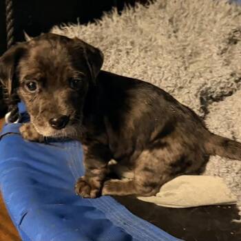 Emilio Estevez -  Cattle Dog and Mixed Breed Dog for Adoption in Olathe, Kansas - Emilio Estevez | PetCurious