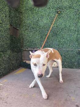 61572104 -  Pit Bull Terrier and Mixed Breed Dog for Adoption in El Paso, Texas - 61572104 | PetCurious