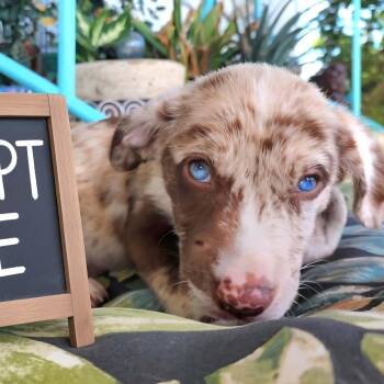 Sorbet -  Australian Shepherd and Labrador Retriever Dog for Adoption in Austin, Texas - Sorbet | PetCurious