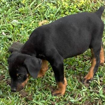 Doberman Pinscher Dogs Available for Adoption in Montgomery, Texas - Tiny Tim | PetCurious