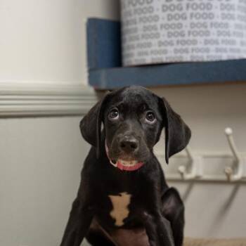 Tigger -  Labrador Retriever and Australian Cattle Dog Blue Heeler Dog for Adoption in Pawling, New York - Tigger | PetCurious