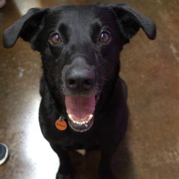 Drew -  Labrador Retriever and Mixed Breed Dog for Adoption in Springfield, Missouri - Drew | PetCurious