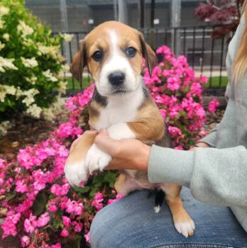 Hound and Border Collie Dogs Available for Adoption in Lathrop, California - Goldie | PetCurious