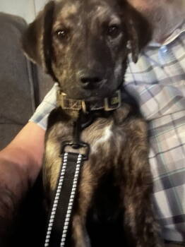 Rescue Plott Hound Dogs for Adoption in Middlesex, North Carolina - Shelby Lynn | PetCurious