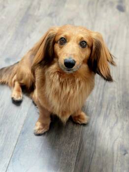 Dachshund Dogs Available for Adoption in Buffalo, New York - Schnitzel | PetCurious