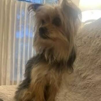 Yorkshire Terrier Dogs Available for Adoption in Tulsa, Oklahoma - Mack | PetCurious