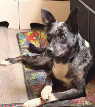 Jenni -  Australian Cattle Dog Blue Heeler and Australian Shepherd Dog for Adoption in Hillsdale, Indiana - Jenni | PetCurious