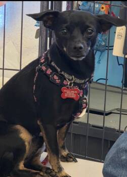 Rescue Miniature Pinscher and Chihuahua Dogs for Adoption in Lancaster, California - Bear | PetCurious
