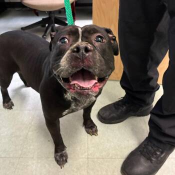 Frida -  Mixed Breed Dog for Adoption in Philadelphia, Pennsylvania - Frida | PetCurious