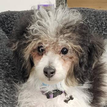 Moxie -  Miniature Poodle Dog for Adoption in Cincinnati, Ohio - Moxie | PetCurious