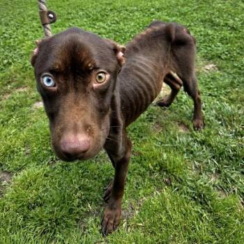 Pit Bull Terrier and Mixed Breed Dogs Available for Adoption in Long Beach, California - DOOBERT | PetCurious