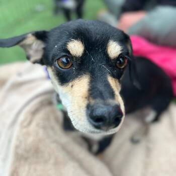 Chica -  Chihuahua and Mixed Breed Dog for Adoption in San Francisco, California - Chica | PetCurious