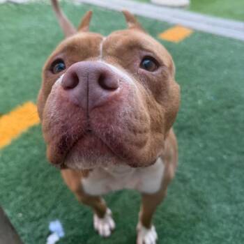 Coco -  Pit Bull Terrier Dog for Adoption in Abbotsford, British Columbia - Coco | PetCurious