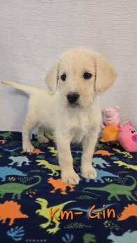 KM Gin -  Labradoodle and Husky Dog for Adoption in Warrenton, Missouri - KM Gin | PetCurious