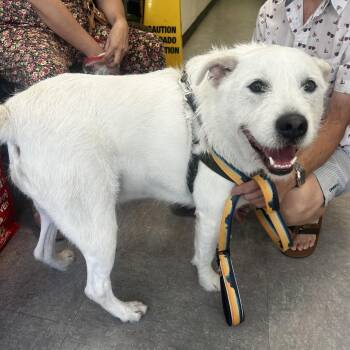 Lucky Lou -  Mixed Breed Dog for Adoption in Philadelphia, Pennsylvania - Lucky Lou | PetCurious