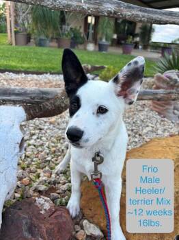 Dachshund and Cattle Dog Dogs Available for Adoption in Winter, Wisconsin - Frito | PetCurious