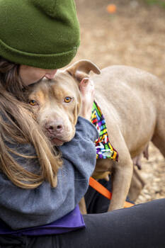 Rescue Mixed Breed Dogs for Adoption in Atlanta, Georgia - Karabelli | PetCurious