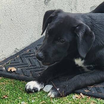 Mixed Breed Dogs Available for Adoption - Snickers | PetCurious