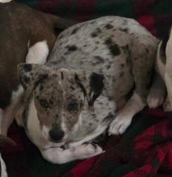 Australian Shepherd and Pointer Dogs Available for Adoption in Thompson Falls, Montana - Gabby | PetCurious
