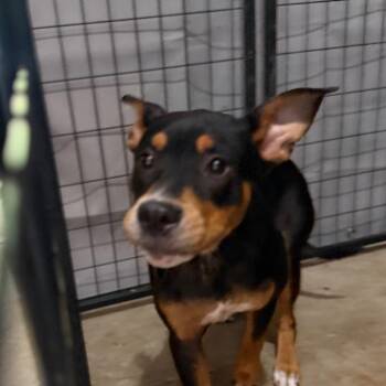 Dolly Parton -  Rottweiler Dog for Adoption in Birmingham, Alabama - Dolly Parton | PetCurious