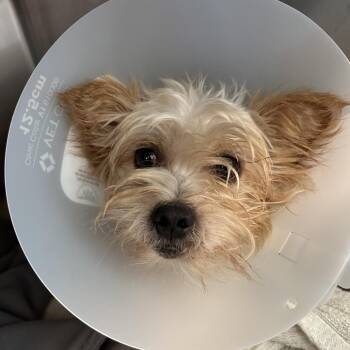Terrance -  Mixed Breed Dog for Adoption in Leander, Texas - Terrance | PetCurious